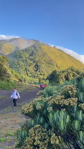 edelweis merbabau lagi cantik banget😍😍 #pendaki #mentahanvideo #mentahan ##merbabu##merbabumountain
