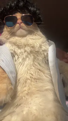 #catsoftiktok 