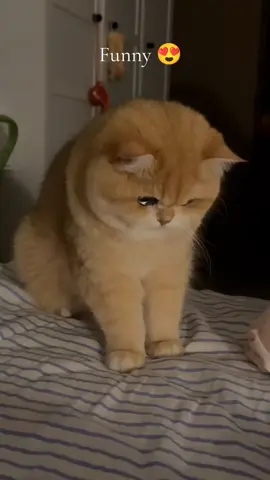 Funny 😍 #catsoftiktok #cat #funnycat #kitten #tiktok 