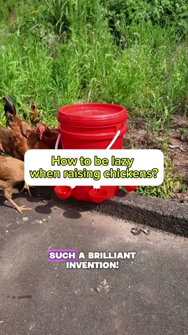 No need to run to the chicken coop every day!❤️🥰 This automatic waterer is so practical!#tiktokshoprestock #backyardchickens #chickenkeeper #farmlife #chickensoftiktok 