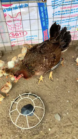 Trại gà vườn mai Nguyễn Cường cung cấp gà con 5 ngày tuổi cho những anh em đam mê chiến kê.
