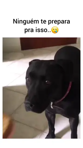 🐶 ❤️ A vida dos cães é curta, mas cheia de amor! Aproveite cada momento com o seu cachorro, brinque, leve pra passear, tire fotos, grave vídeos!  Eles não pedem muito, só sua presença, um carinho e talvez um petisco. Na sua vida ele é apenas um capítulo, mas na vida do seu cão, é um livro inteiro 🥰 #cachorrinho #velhice #nãocompreadote #pravidatoda