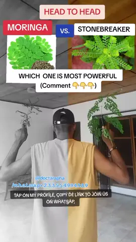 TO ME, STONEBREAKER IS MORE POWERFUL THAN MORINGA.  WHAT ABOUT YOU?DROP YOUR COMMENTS LETS GO👇👇👇