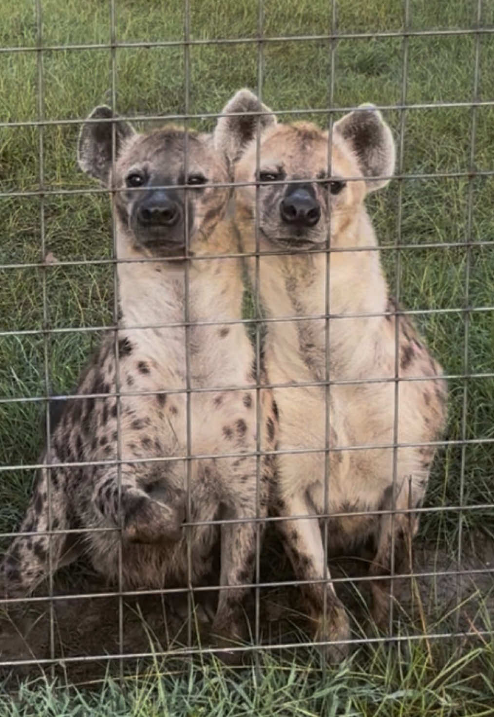 Does anyone else imagine a 90s jcpenny photoshoot w/ these two 🕺🕺 #hyena #spottedhyena #90sthrowback #goodmorning #zoolife