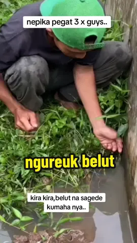 ngurek belut bab0n #ngurekbelut #tiktokvideoviral #yonanbarakatak #frankkomedy 