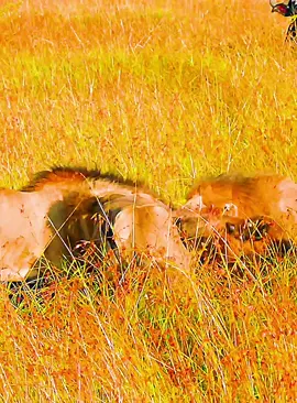 Part 50#fyp #lion #wildlife #animalsworld #foryoupage 