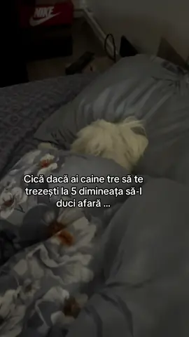 😂😂😂Viața grea ❤️🐶#dogsvideo #dogsoftiktokviral #doglovers #dogmorningroutine #fyp 