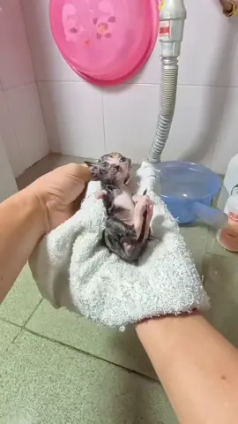 Shower 🐱#meow #meo #memestiktok 