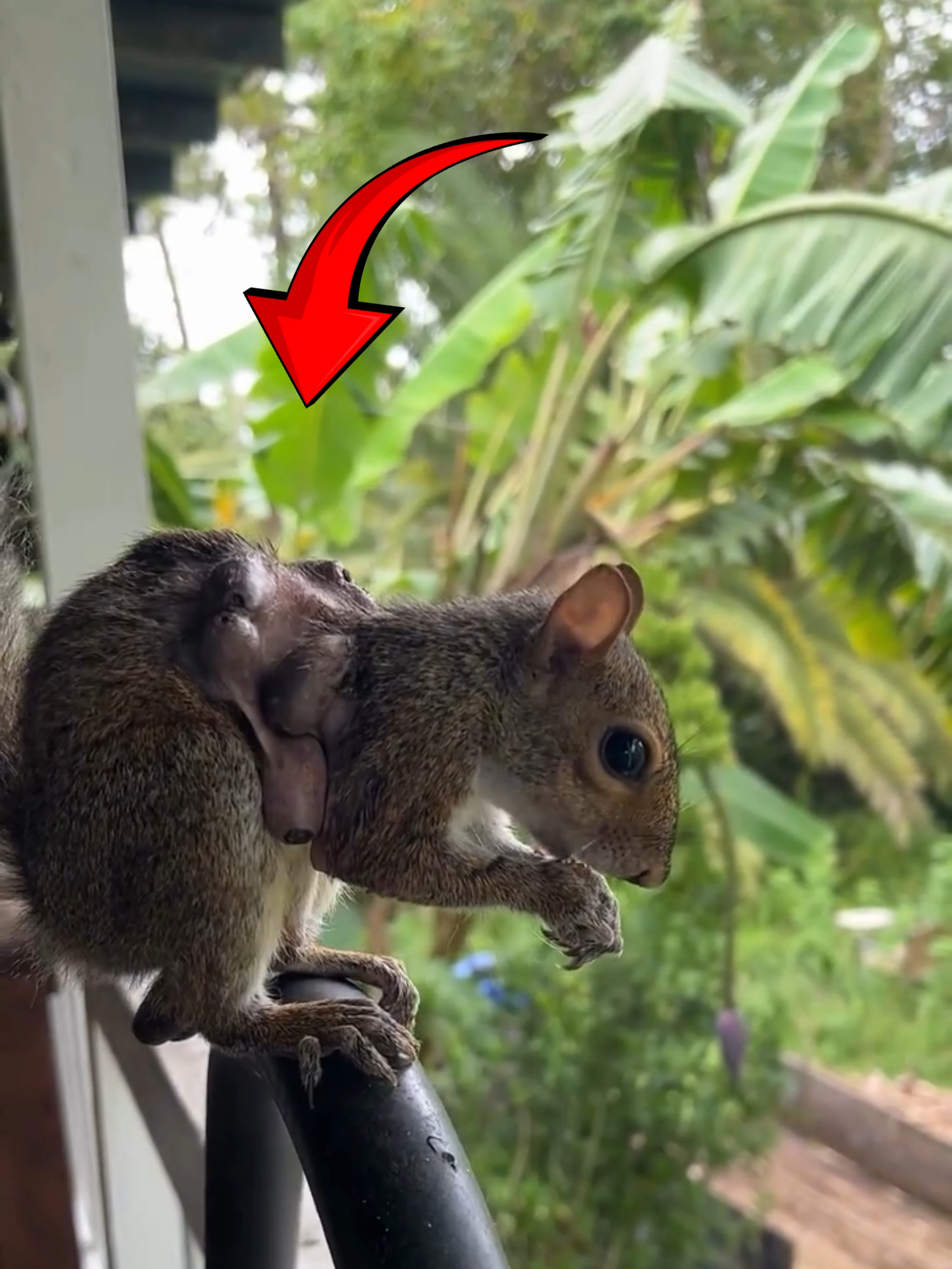 Saving a Squirrel from a Botflies #squirrel #botfly #larva #adorable #animals #viral #viralvideo #viraltiktok #parasite #fyp #fypシ゚ Credit: pipthebabysquirrel via ig Follow Our Social Media: TT: @el_nino_tv IG: elnino_tv_official FB: El Nino TV YT: EL NINO TV