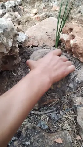 A Turtle Guarding the Hidden Jar#gold #treasuresearch#adventure #treasure #nature #metaldetector 