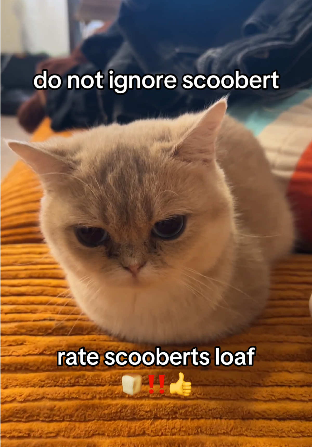 huge day for scoobert fans since usually we are rating doobs loaf and ignoring scoob #fypppppppppppppppppppppppppppppp #doobscoobgoob #catsoftiktok 