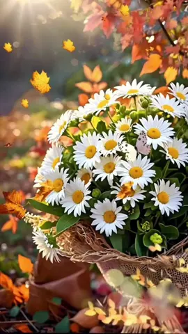 Для вас, кто любит ромашки🌼 #цветы #ромашки #ромашки #flowers 