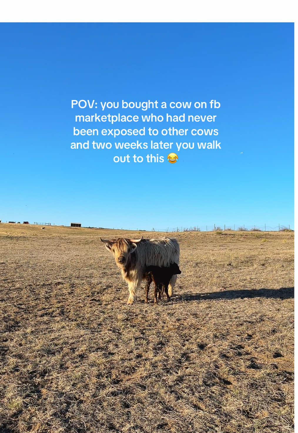 Surprise! She was a BOGO 😂 (Turns out the previous owner had no idea the neighbors miniature bucking bull had snuck into her pen once about 9 months prior…) #surprise#bogocow#farmlife #fbmarketplace #highlandcow 