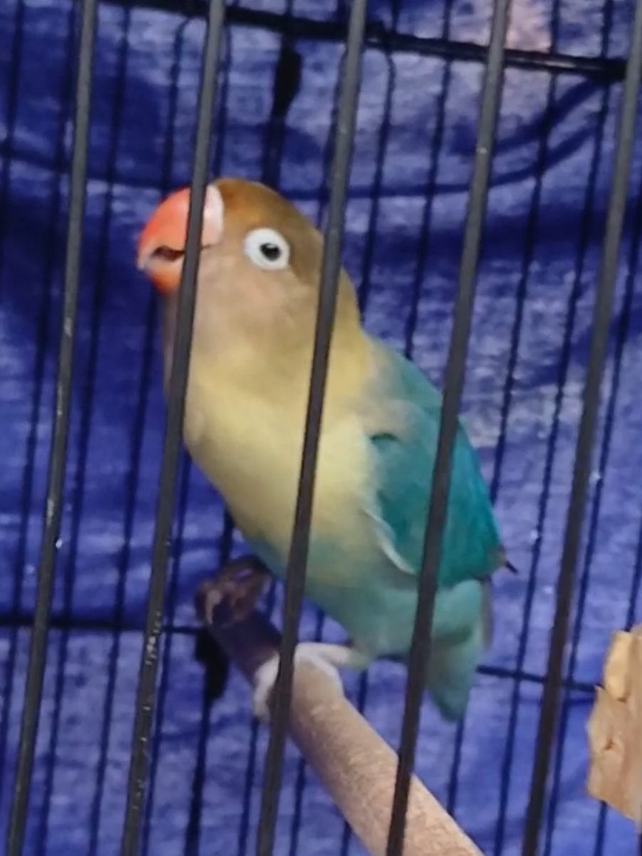 sudewo mode telat rekam 🤪 #Lovebirds #lovebird #kicaumania #kicaumaniaindonesia #kopdarlovebirdjawatimur 