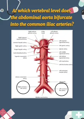 Test your knowledge in Anatomy:At which vertebral level does the abdominal aorta bifurcate into the common iliac arteries? #medical #medicine #medicalstudent #health #Anatomy 