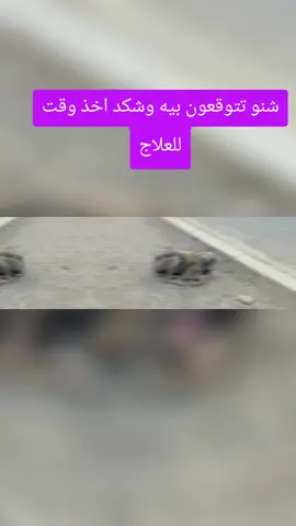 شنو تتوقعون صاير لهذا الكلب ؟ وشكد اخذ وقت للعلاج ؟ #كلاب  #dog  #اكسبلووووورررر #fyp 