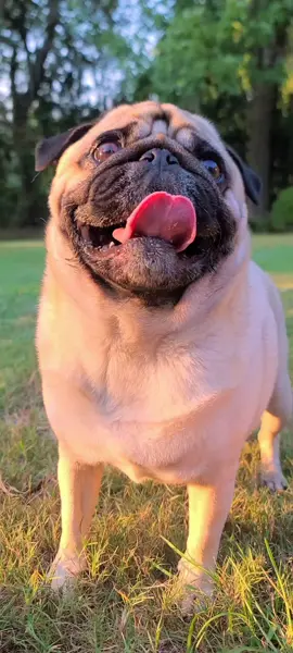 #pug #pugs #pugsoftiktok #puglife #fyp