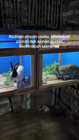 Dher eparengna bhejjreh🤲🏻 #fyp #katakatamadura #lewatberanda #madura 
