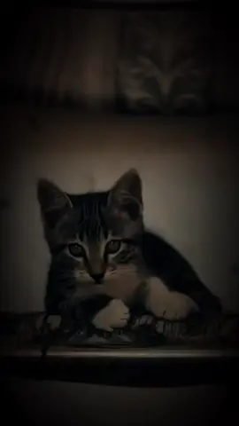 المشكله ليست برحيلهم بل بذكرياتهم 🍃❤️‍🩹 #الحمدلله_دائماً_وابداً 