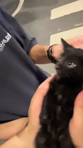 Funny cat master 