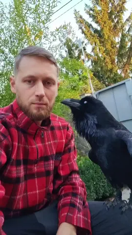 #FYP #TalkingRaven #BirdLovers #ГоворящийВорон #Viral