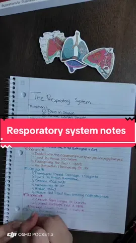 Respiratory system notes.   #anatomyandphysiology #study #LearnOnTikTok #notes #education 
