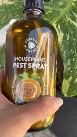 A mi Monstera Thai Constellation le  comenzaron a salir manchas naranjas en las hojas, pero este spray natural de Perfect Plantista con aceite de tomillo, menta y canela me ayudó para sacarlas. Lo aplico en sustrato, tallos y hojas, y cuando hay manchas las limpio después de 10 minutos. No es tóxico, elimina ácaros y cochinillas, mosquitos y bichitos y lo uso en todas mis plantas con excelentes resultados. #perfectplantista #plantasdeinterior #monstera #monsterathaiconstellation #plantcare