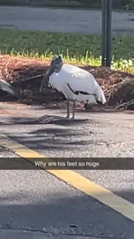 Humongous feet 