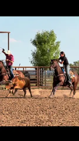 A snappy loop on the head ducker and a SNAPPY face 😎 not too bad for breakaway horse turned head horse. I like it, I like it a lot 😏 #breakawayroper #breakawayhorse #clubbarperformancehorses #headhorse #teamroping 