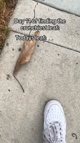 good leaf today  #fyp #asmr #crunchy #crunchyasmr #nature 