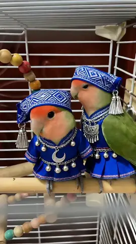 #viral @China Birds 