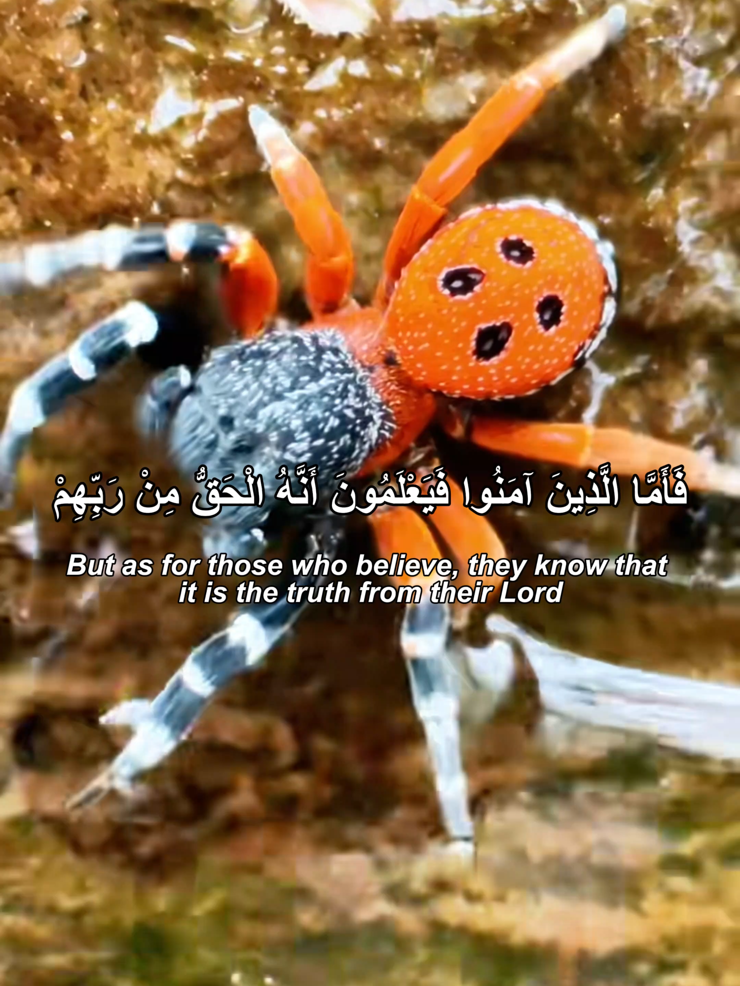 surah al baqarah(hafiz ahmad)#QURAN #quranvoiceintenational #VIRAL #FYP #tiktokuk #foryoupageofficial #TILAWAT #alqurankarim #foryoupage❤️❤️ #UNITEDKIGDOM #surahalbaqarah #BEAUTIFUL #QuranReflection #IslamForYou #LearnQuran
