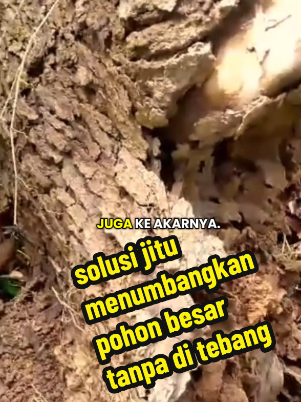 cara ampuh menumbangkan pohon besar tanpa di tebang#herbisidabiologiskilltree #herbisidabiologiskilltree 