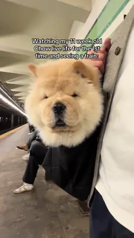 Luna living out everyone’s NYC dreams #chowchow #chowchowpuppy #PetsOfTikTok #doglover #nyc 