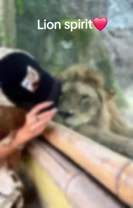🌼KEYİFLİ HAFTA SONLARI☕️❤️☕️#lion #animal #Love #friendship #foryoupage❤️