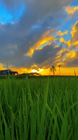 🤩🌄🌾#storywhatsapp #storykeren #fypviral #masukberanda #bugistiktok 
