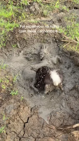 O tipo de coisa que arrumo pra relaxar quando estou sozinho.  #cachorro #viral #natureza 