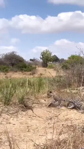 #wildifeanimals #AnimalLife #wildife 