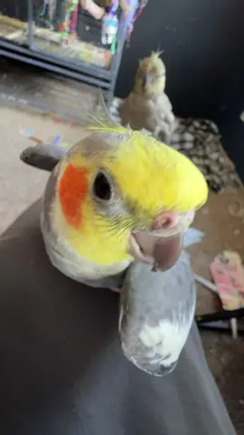 #cockatiel #fyp #bird #parrot 