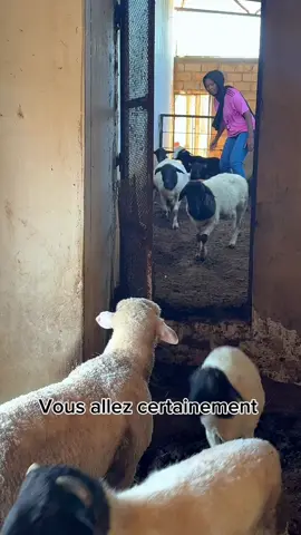 Réinventer l’élevage ovin au Sénégal : du croisement à l’autosuffisance. #foryou #tiktoksenegal #eleveurs #moutons#ladoum  	
