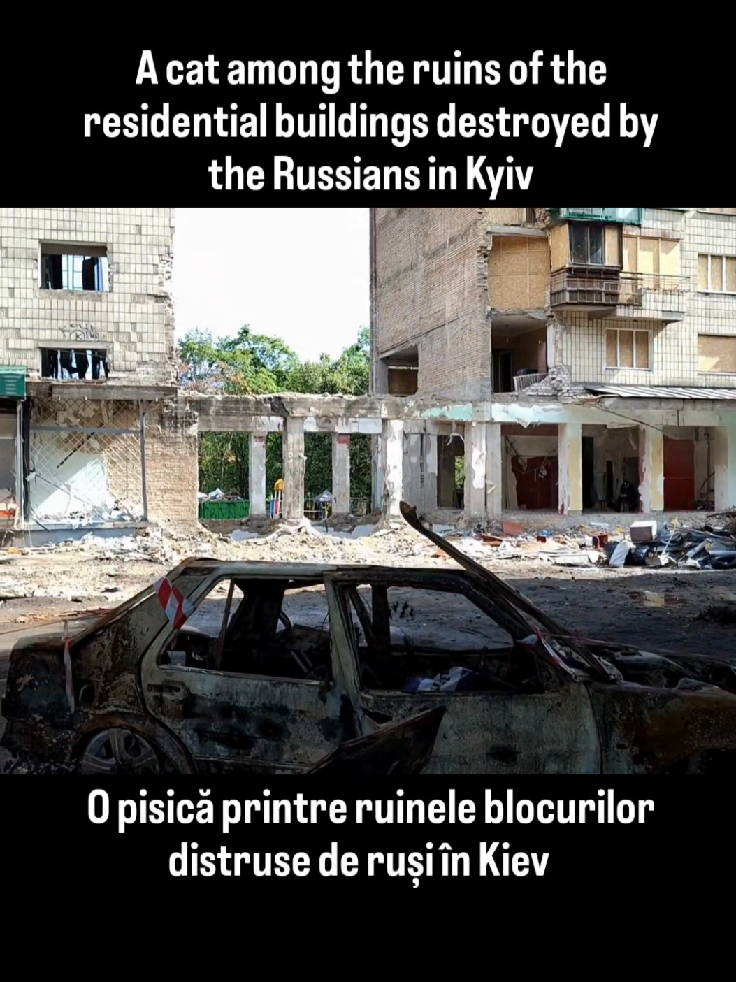 A cat among the ruins of the residential buildings destroyed by the Russians in Kyiv O pisică printre ruinele blocurilor distruse de ruși în Kiev     #ukraine🇺🇦 #remuscernea #kyiv #rusia #putin 