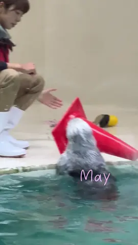 ラッコのメイちゃん🦦 コーン運び上手にできます🔺 キラちゃんと同時にオモチャキャッチ！2人とも上手だね👏 #ラッコ#鳥羽水族館#キラメイ#seaotter #toba_aquarium 