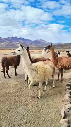 Laguna de Salinas Arequipa-Perú  Si viajar es tu pasión nosotros somos tu mejor opción. Para más información contáctanos al  +51972426713 +51940419224 #Arequipa #arequipa_peru🇵🇪 #LagunaDeSalinas #RutaSurAqpViajesYTurismo #fypシ 