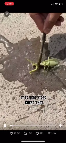 certain parasites can take over and control an insect's body to manipulate its behavior for the parasite's own benefit, leading to what is known as 