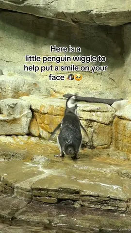 Love that 🐧 wiggle! @Shedd Aquarium  #shakeit #penguin #wiggle #outcast #foryoupage 
