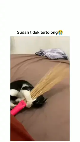 😼 #fy #meme #foryoupage #catsoftiktok #fyppppppppppppppppppppppp 