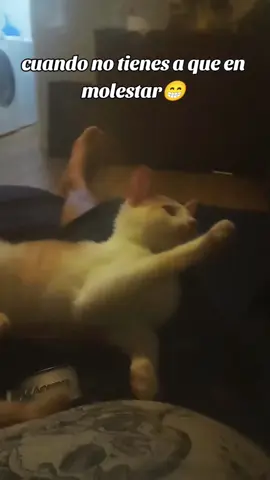 #gatitos ##gatos #animales ##gatitostiktok #gatitas 