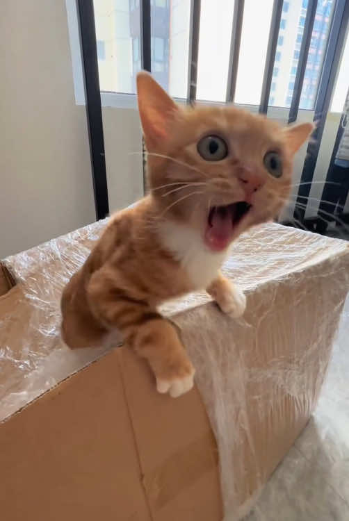 Cute kitten 🥰#cat #funny #foryou #funnyvideos #fypシ #tiktok #fyp #cute #pet