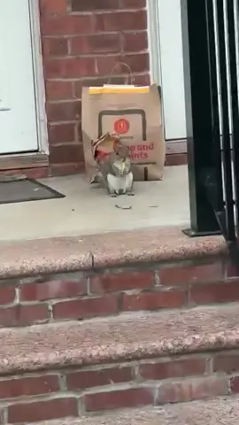 🐿️ “Y’all ain’t gettin’ ya DoorDash… this mine now.” 🍟 This squirrel really pulled up and claimed the McDelivery bag like it placed the order itself 😂 FOLLOW @laughterliving for more wild moments! #laughterliving #McDonalds #McDelivery #squirrelsteals #funnyanimals                          