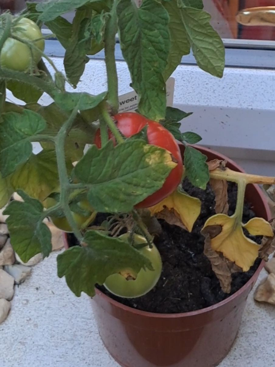 Even when a plant looks dead, it still has life and will continue to bear fruit. The same applies to the life of humans - don't give up. #tomatoplants #homegrown #gardening #sustainableliving #persevere 